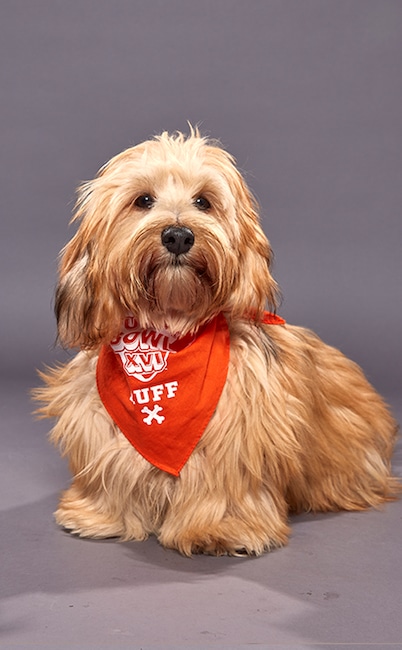 Puppy Bowl XVI